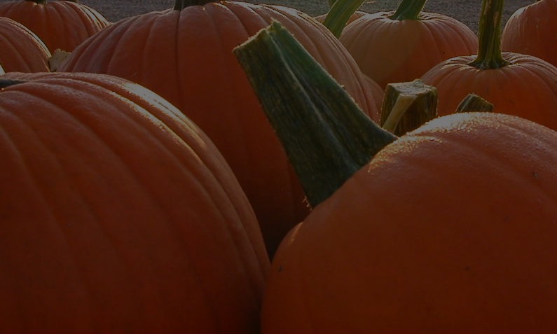 images/slideshow/pumpkins_bg.jpg